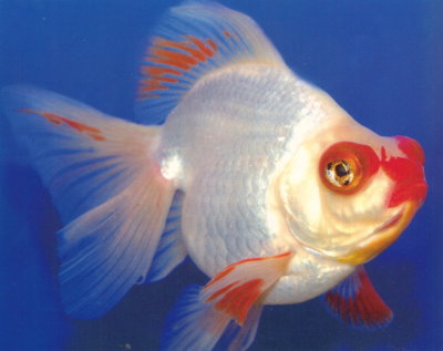 telescope fish price telescope fish price